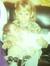 Becki