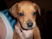 Brandy