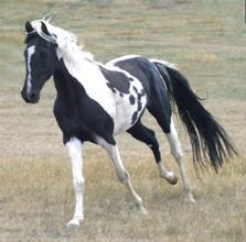 Horse Luver