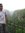 Arpit