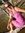 Nathalie