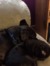 Roxy