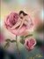 Amany