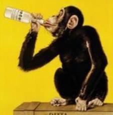 Drunkenmonkey ramada