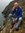 Marten