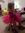 Laureen