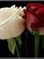 Ferdous