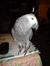Grayce