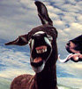 Donkey