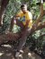 Nishad