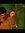 Anvesh