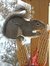 Judy