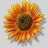 Sonnenblume73