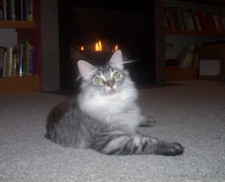 Tom