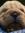 Sher