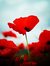 Poppyrose
