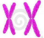 Sharlene