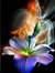 Ashwini