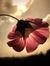Hend