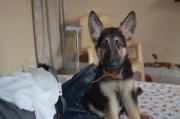 Pawroosh
