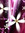 Laurel | 22 comments