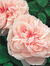 Rose Gardener