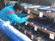 Budidaya