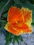 Madhushree