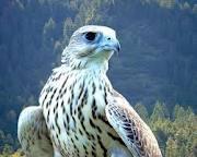 EmpressArcana De Sylvaticus