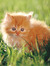 Kitty