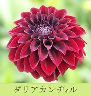 Dahlia