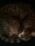 Ginny