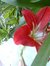 Amna