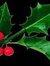 Holly