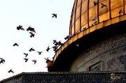 Shahed