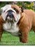 Shamus