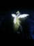Ravensonic