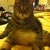 Action Cat