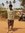 Shashank