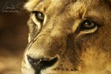 Lioness7