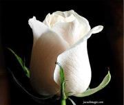 Muhammad