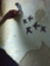 Shahad