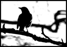 Julius C. Devadawson