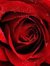 Raghad