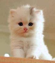 Azman