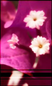 زهرة اللوتس