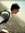Avinash