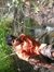 Kushal
