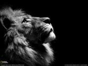 Ahmed