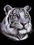 Haseeb